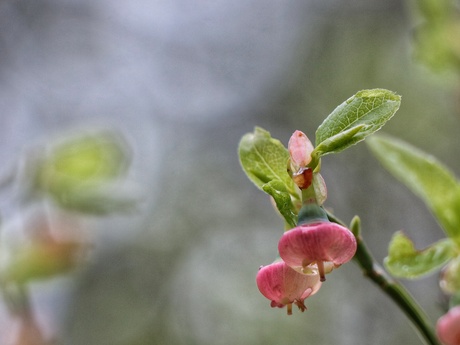 Ditte Glännström