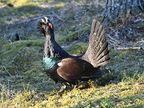 Berka Bergquist